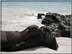 foto Flora e la fauna della Isole Galapagos